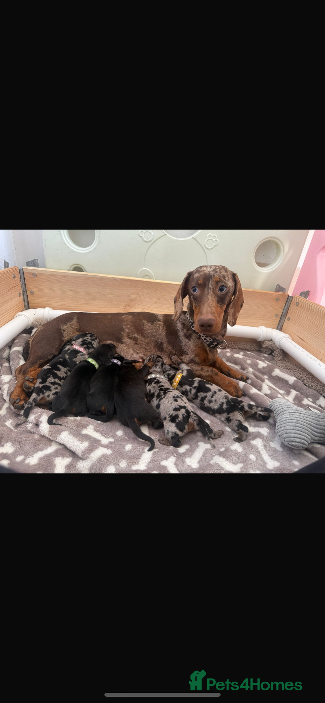 Dachshund dogs for sale: Little sausages  in Taunton - Image 5