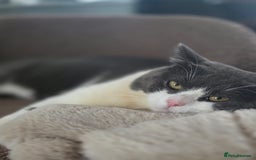 British Shorthair cats for sale: Beautiful boy looking for a new home  - Image 4