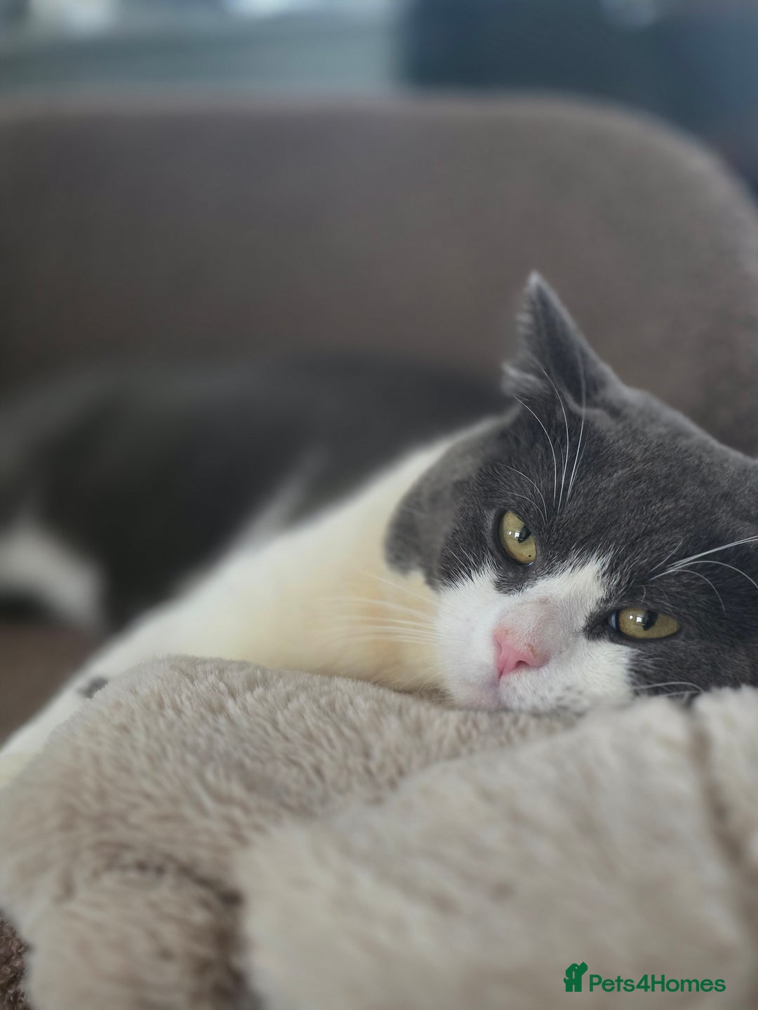 British Shorthair cats for sale: Beautiful boy looking for a new home  - Image 4