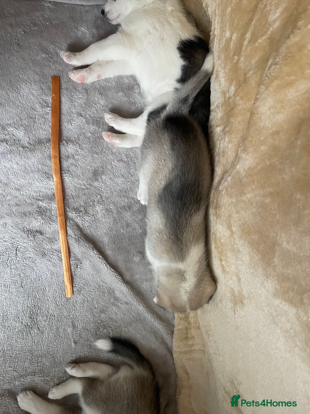 Siberian Husky dogs for sale: Siberian Husky Puppies  - Advert 24