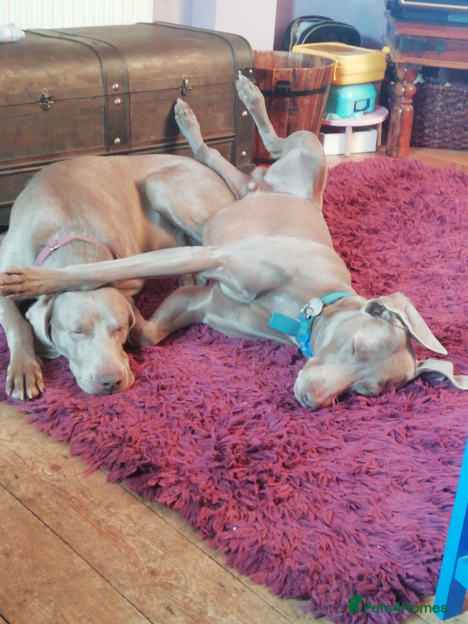Weimaraner dogs for stud: kc reg - 100% proved exceptional weimaramer stud - Advert 3