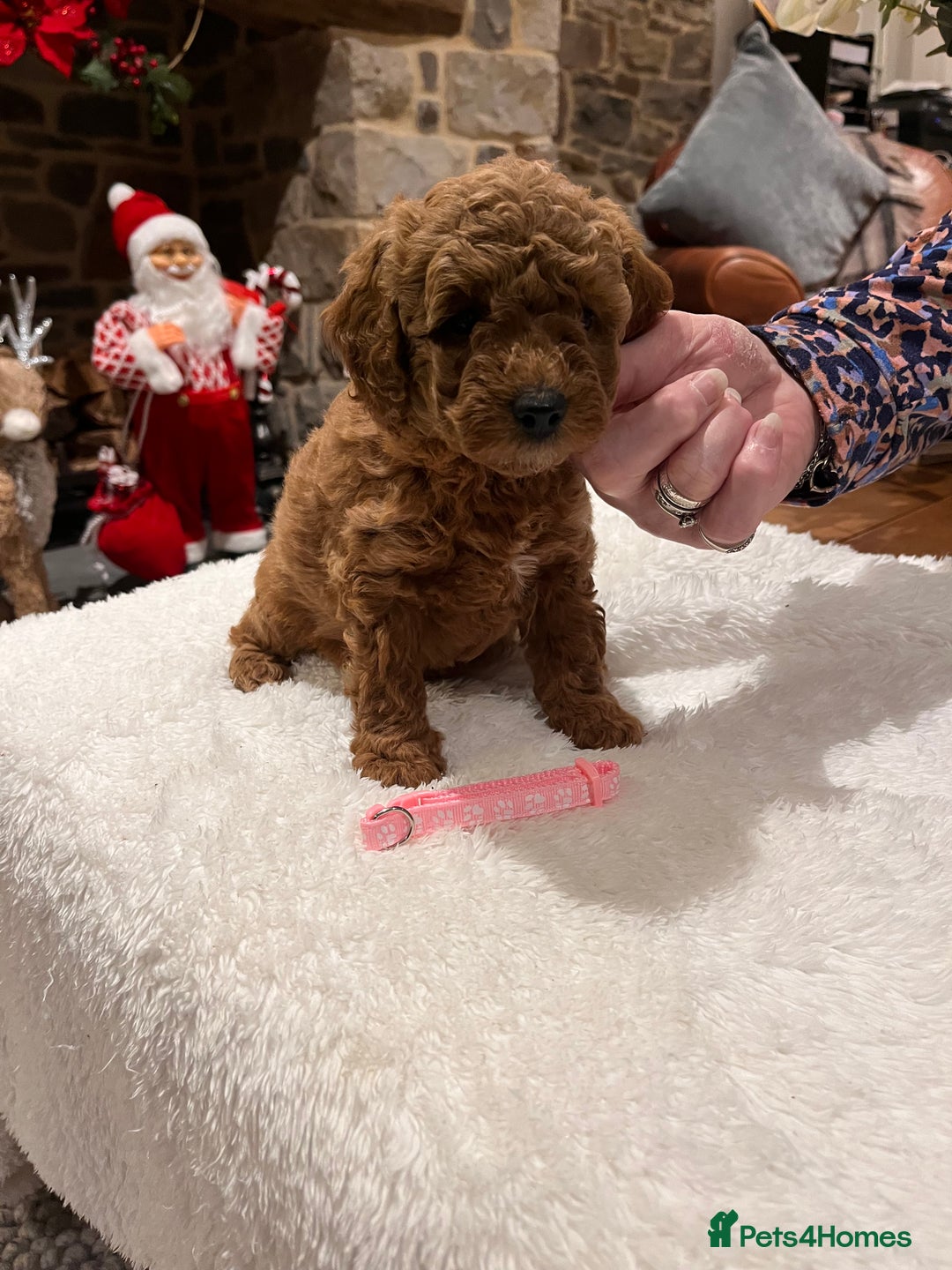 Toy Poodle dogs for sale: Stunning  Red Toy Poodle  puppies  - Advert 12