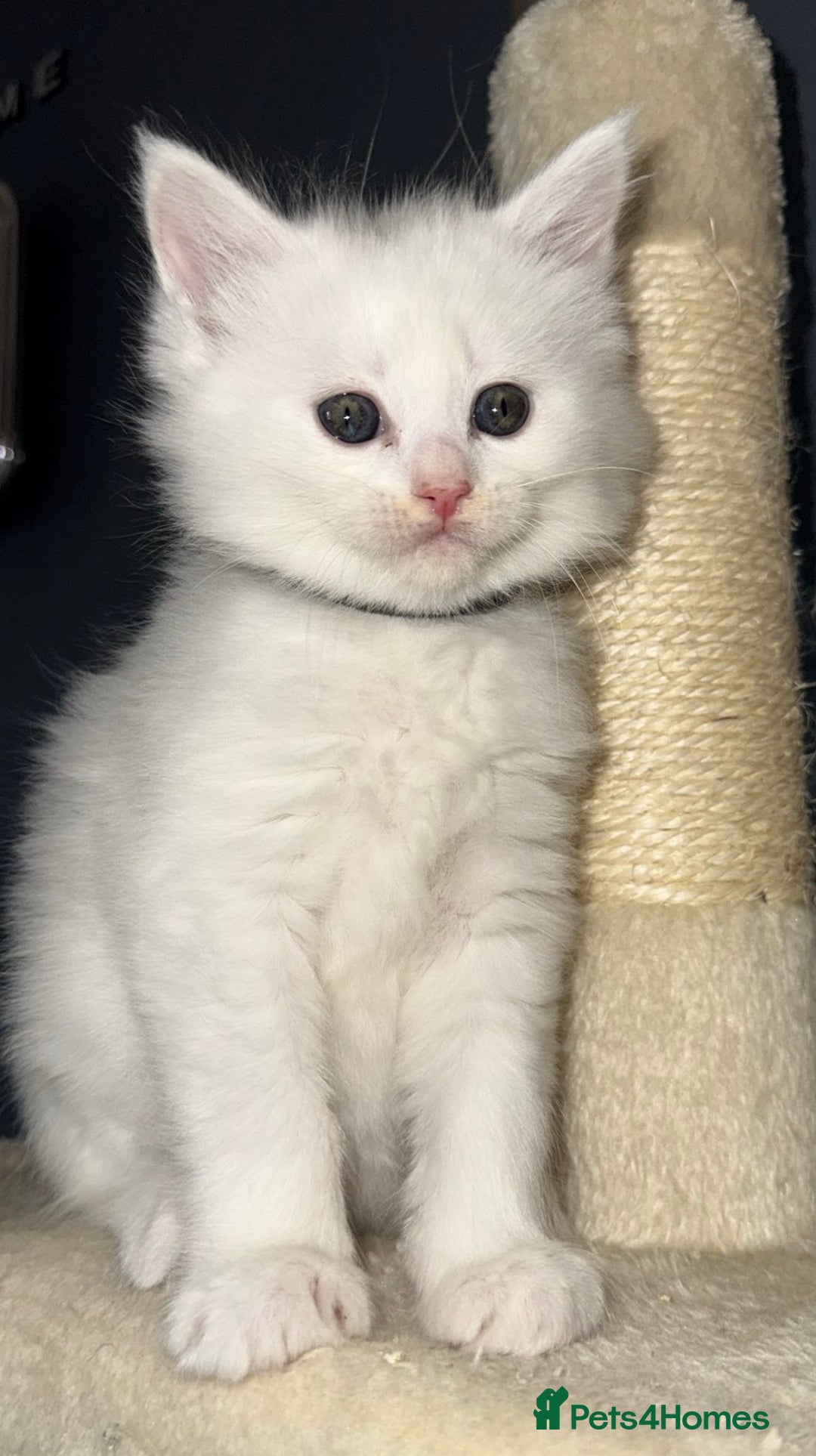 Mixed Breed cats for sale: Stunning Ragdoll x Maine Coon Kittens - Advert 11