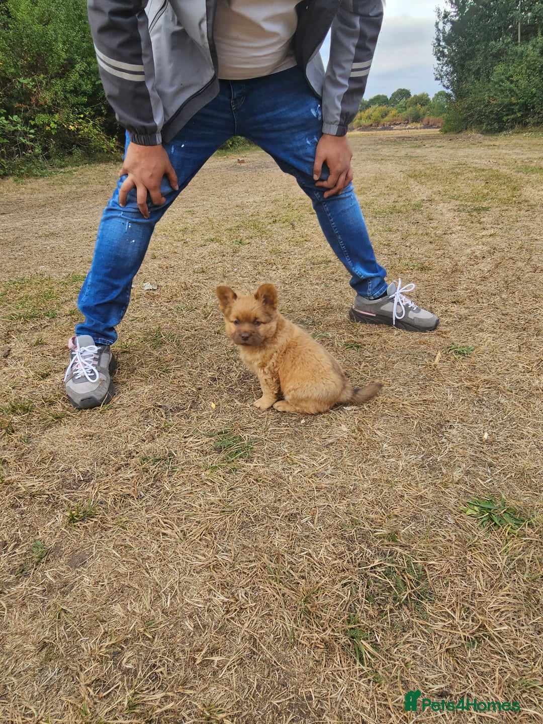 Mixed Breed dogs for sale: Chocolate frenchie X Chow carrying pink  - Image 19