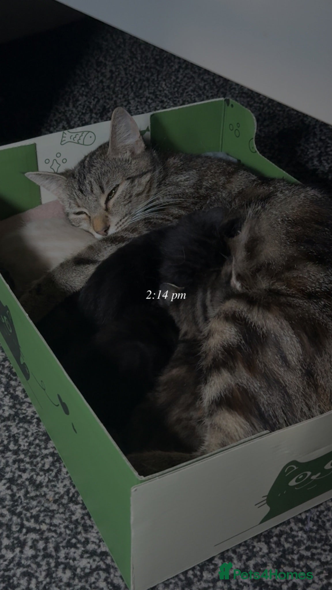 Mixed Breed cats Tabby kittens for sale - B31 - Advert 2