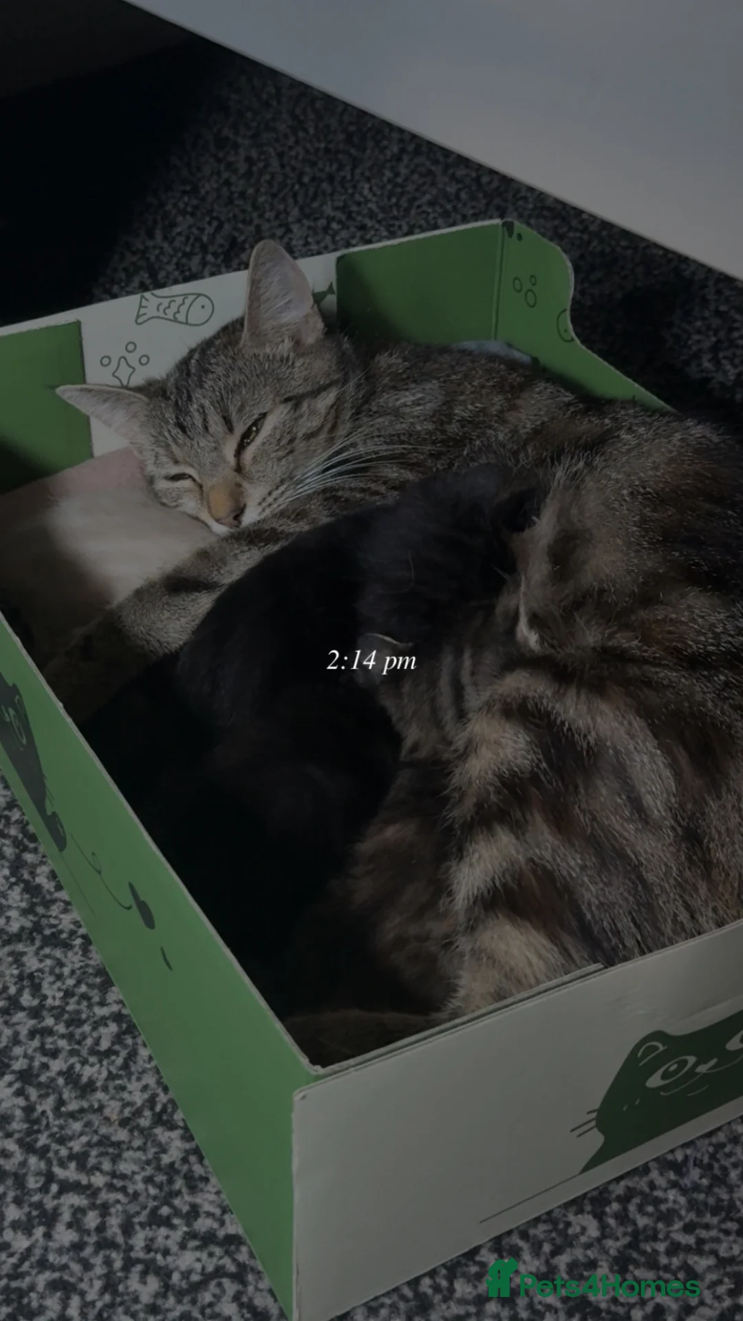 Mixed Breed cats for sale: Tabby kittens for sale - B31 - Advert 1