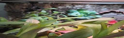 Gecko reptiles for sale: Mourning geckos and enclosure  - Advert 9