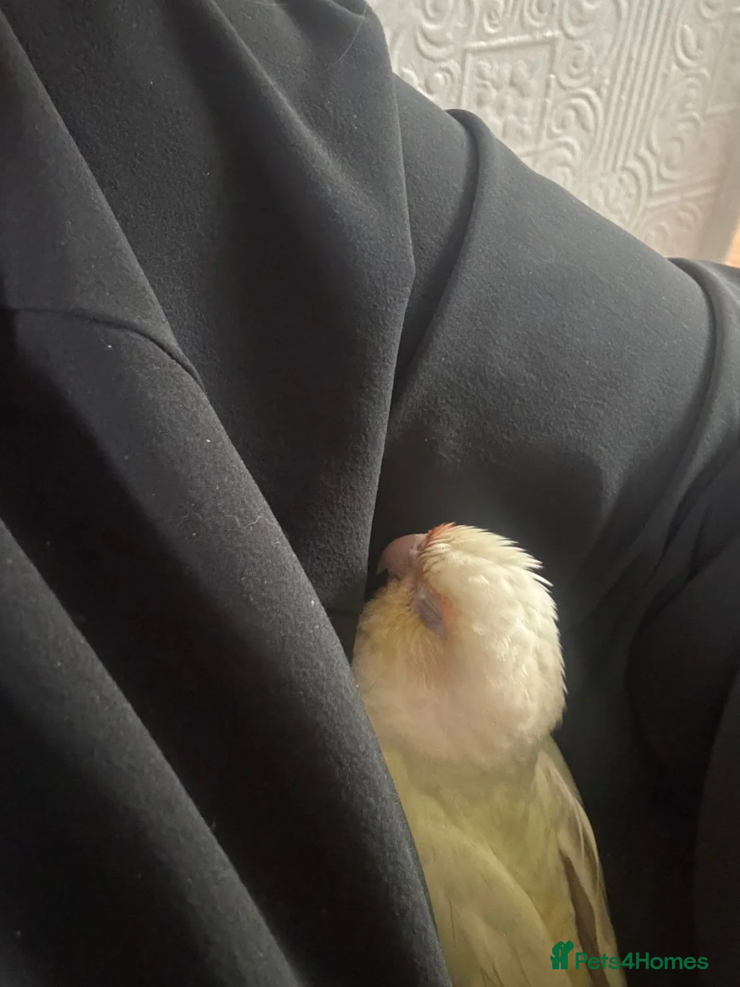 Conures birds for sale: Moon cheek conure in Manchester - Advert 1