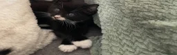 Mixed Breed cats for sale: Beautiful female black and white/tuxedo kitten - Advert 3