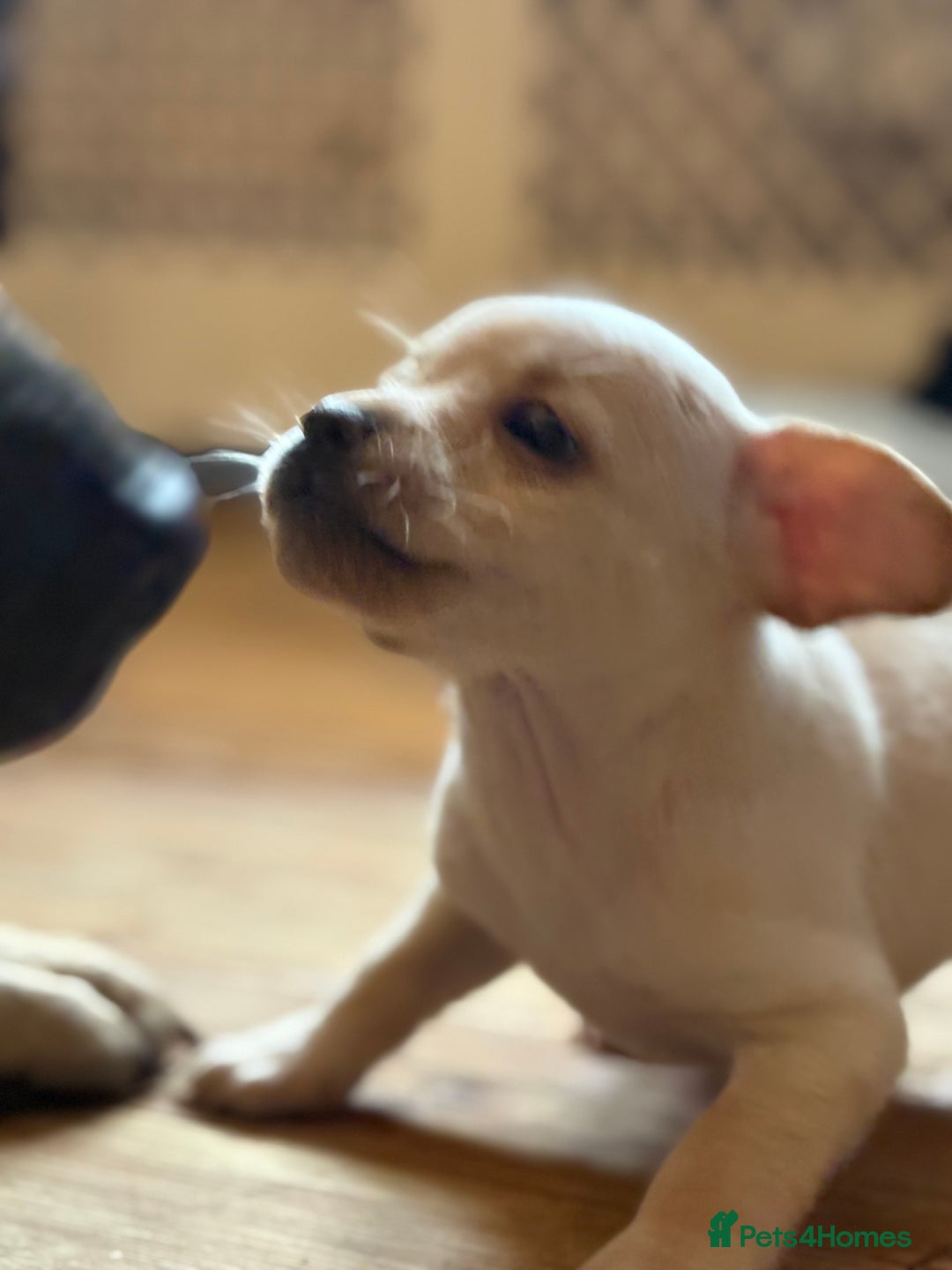 Mixed Breed dogs for sale: Fluffy Frenchie x Jackapoo  - Image 20