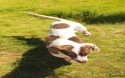 Miniature Dachshund dogs for sale: 5* Licensed, PRA CLEAR KC Mini Daxi's - Image 12