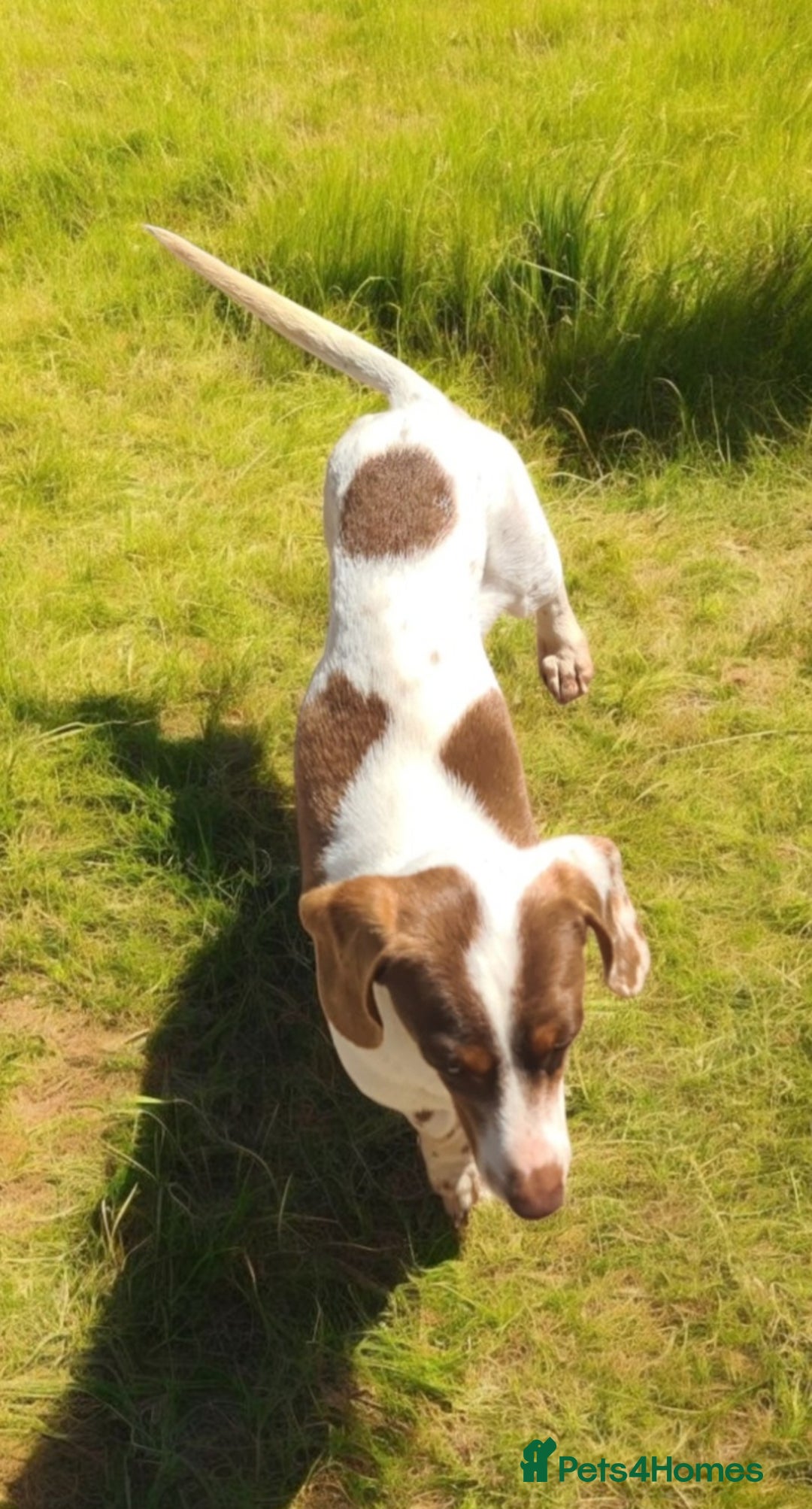 Miniature Dachshund dogs for sale: 5* Licensed, PRA CLEAR KC Mini Daxi's - Image 12