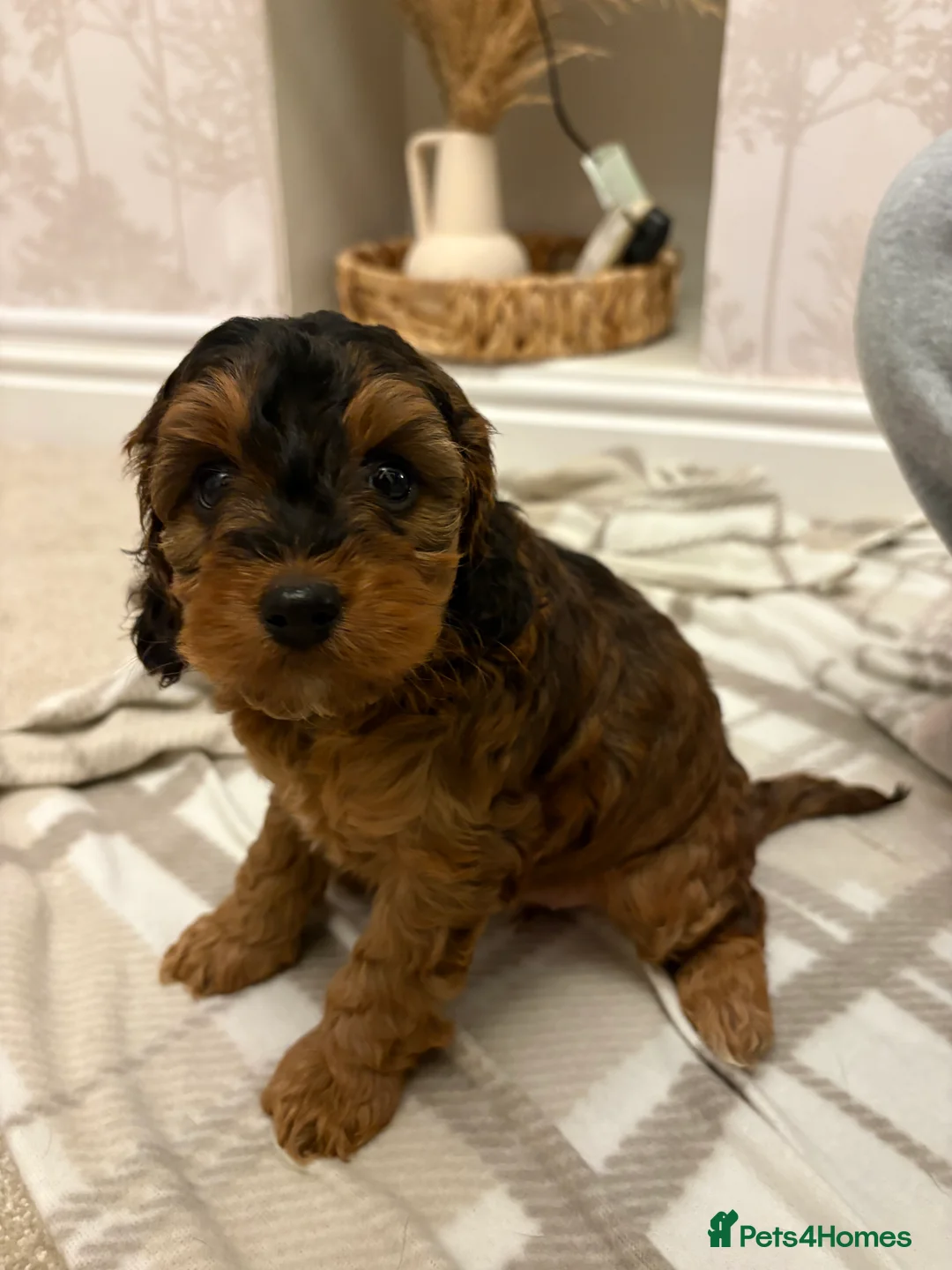 Cockapoo dogs for sale: Cockapoo in Doncaster - Advert 6