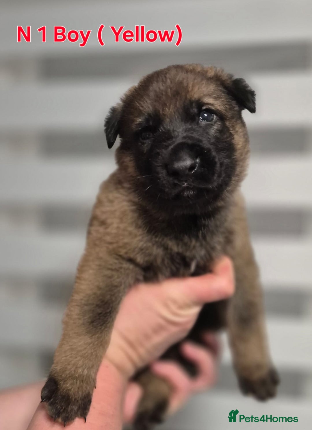 German Shepherd dogs for sale: German Shepherd puppies  - Advert 4
