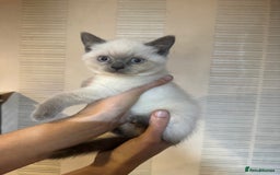 British Shorthair cats for sale: Colour Point British Short Hair Kittens - Image 2