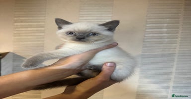British Shorthair cats - Advert 3