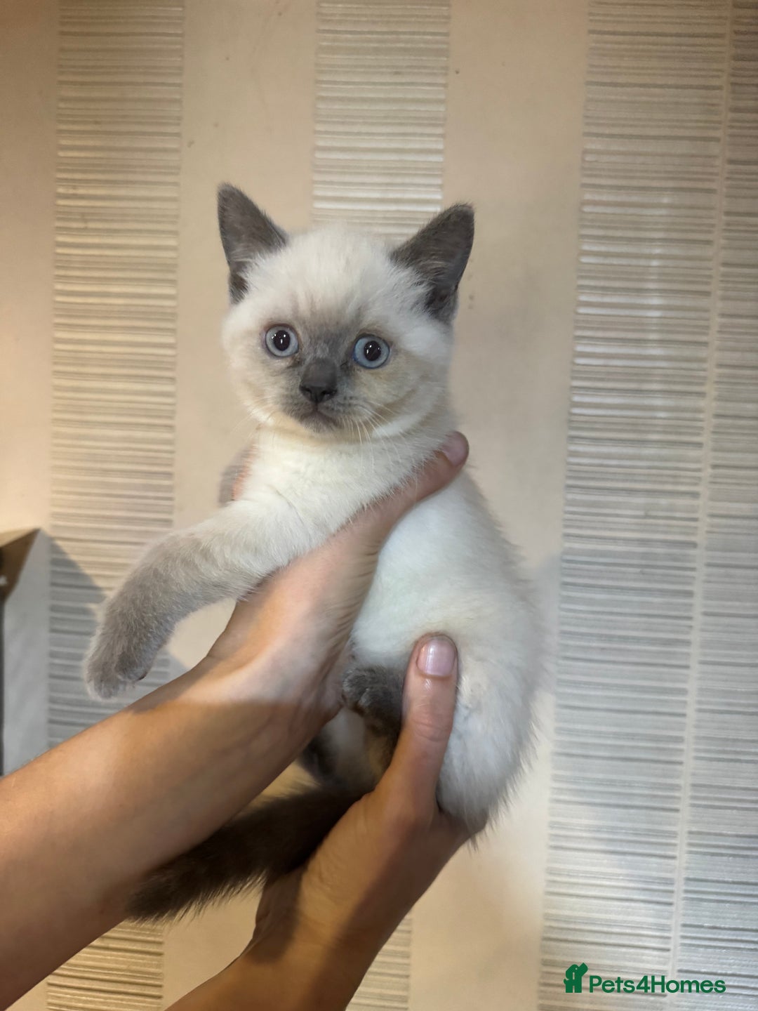 British Shorthair cats for sale: Colour Point British Short Hair Kittens - Image 2