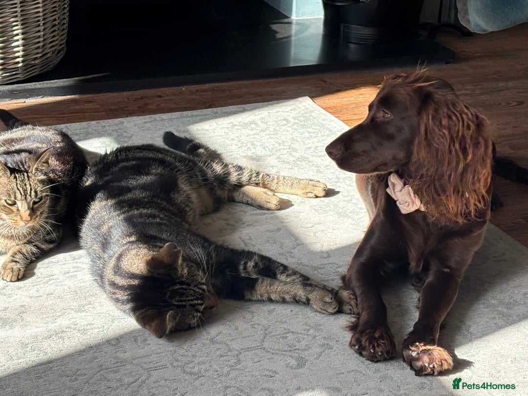 Cocker Spaniel dogs for stud: Looking for Stud - Advert 2