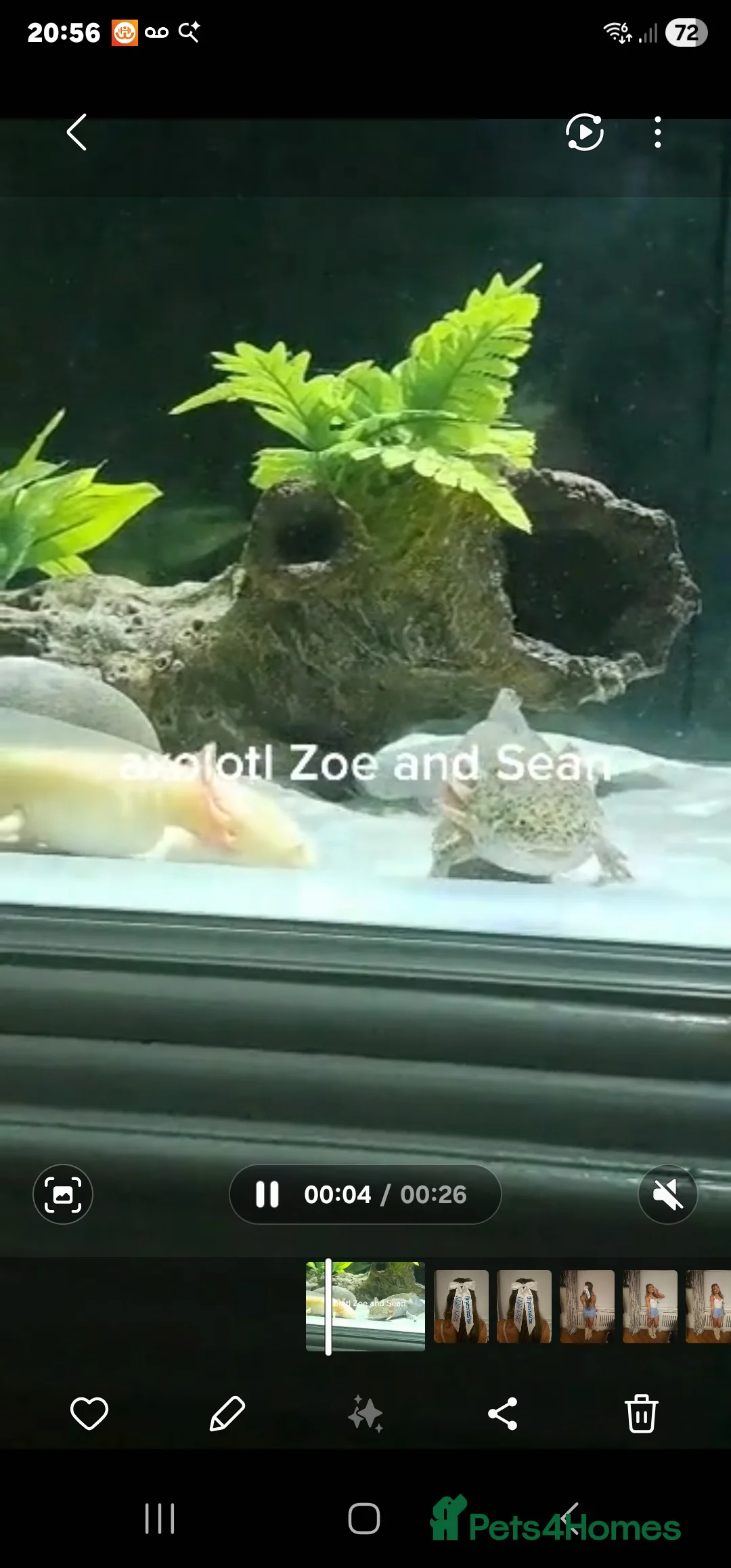 Axolotl reptiles for sale: Axolotl male and female  - Advert 6