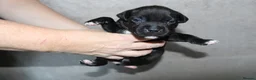 Staffordshire Bull Terrier dogs for sale: KC Staffords | Blue & Black | Champion Bloodlines - Advert 27