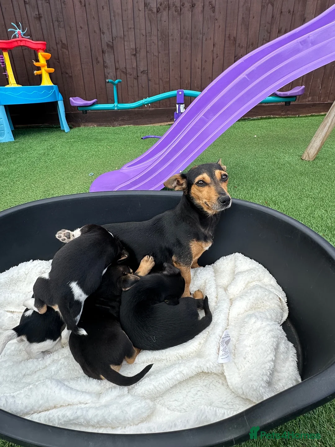 Jack Russell dogs for sale: Jack Russell puppies in Sandy - Advert 2