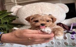 Maltipoo dogs for sale: Adorable Maltipoo Puppies for Sale! 🐾❤️ - Image 11