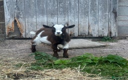 Goats livestock for sale: Pygmy billy goat for sale - Image 3