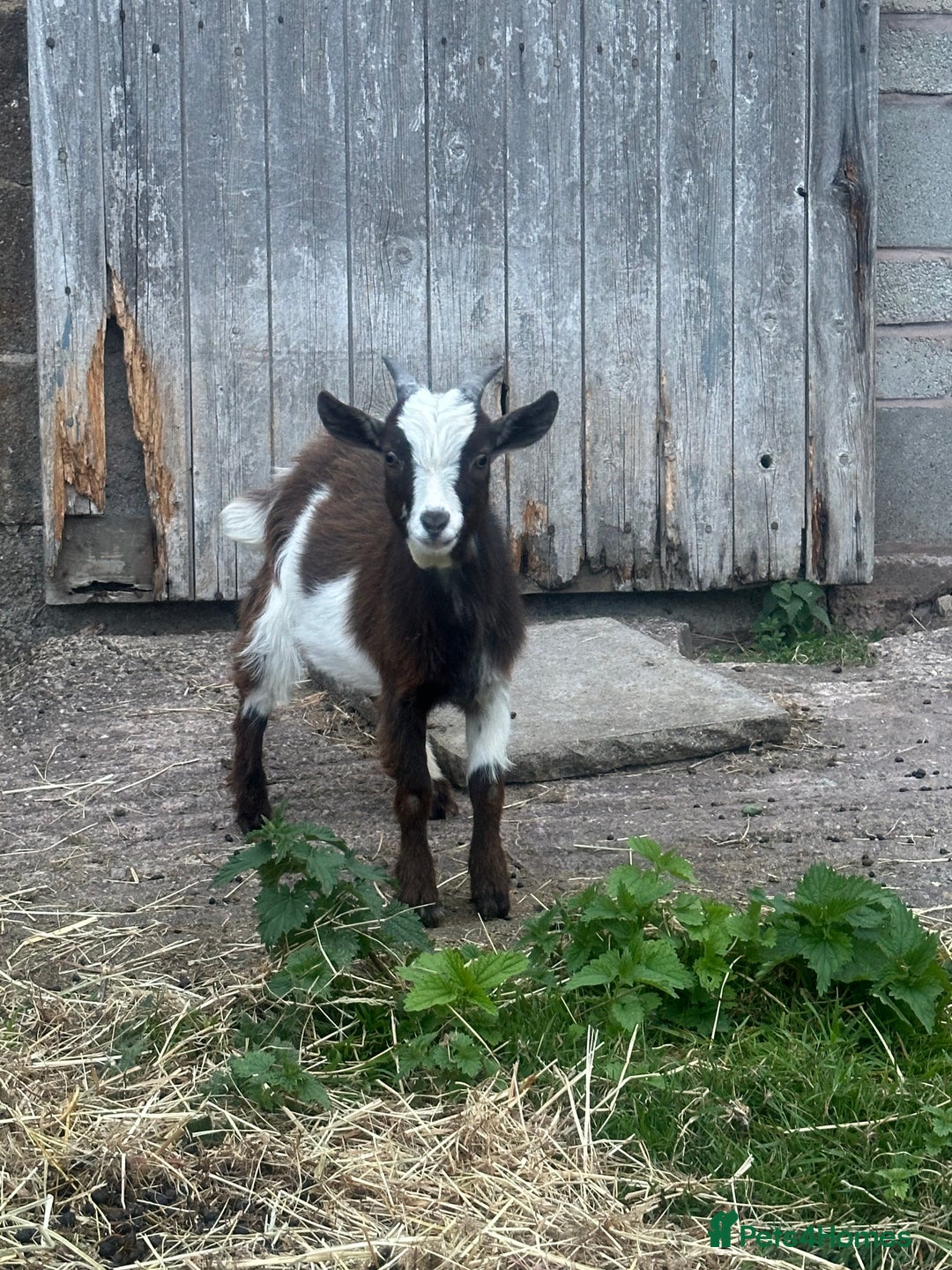 Goats livestock for sale: Pygmy billy goat for sale - Image 3