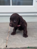 Cocker Spaniel dogs - Advert 5