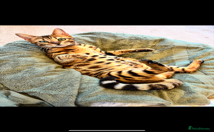 Bengal cats Female Bengal cat - Advert 10