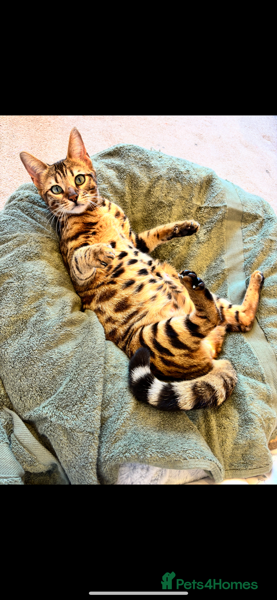 Bengal cats for sale: Female Bengal cat - Advert 1