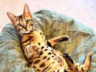 Bengal cats Female Bengal cat - Advert 8