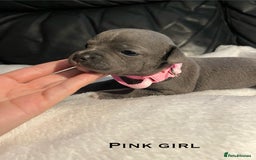 Staffordshire Bull Terrier dogs for sale: Staffordshire bull terrier puppies♥️ KC registered - Image 4