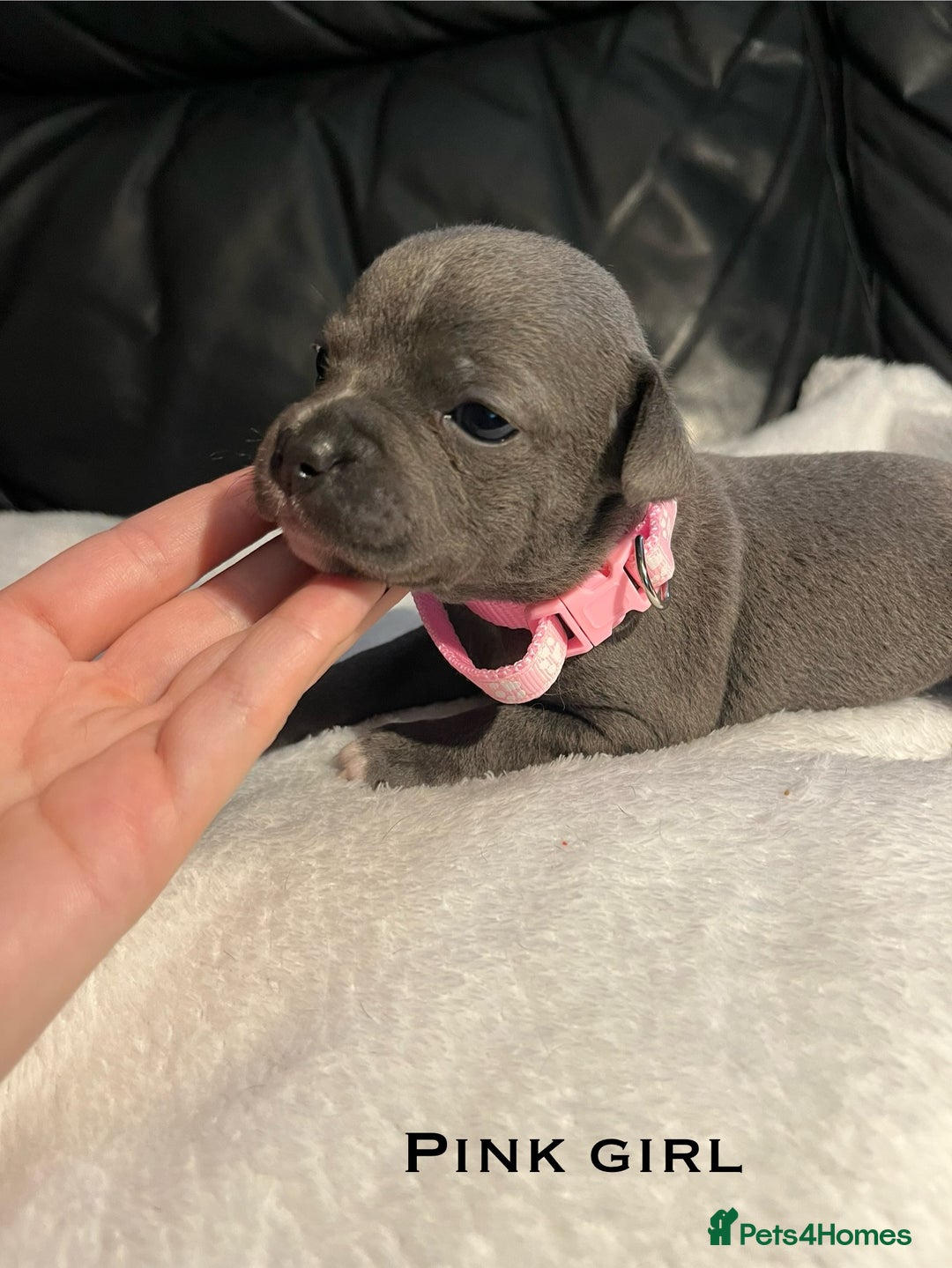 Staffordshire Bull Terrier dogs for sale: Staffordshire bull terrier puppies♥️ KC registered - Image 4