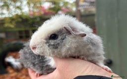 Guinea Pig rodents for sale: Baby guinea pigs - Advert 4