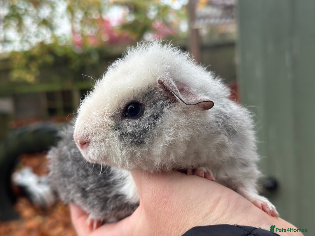 Guinea Pig rodents for sale: Baby guinea pigs - Advert 4