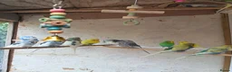Mixed Breed birds for sale: Budgies.dimond doves.zebra Finches .canary jarva s in Downham Market - Advert 3
