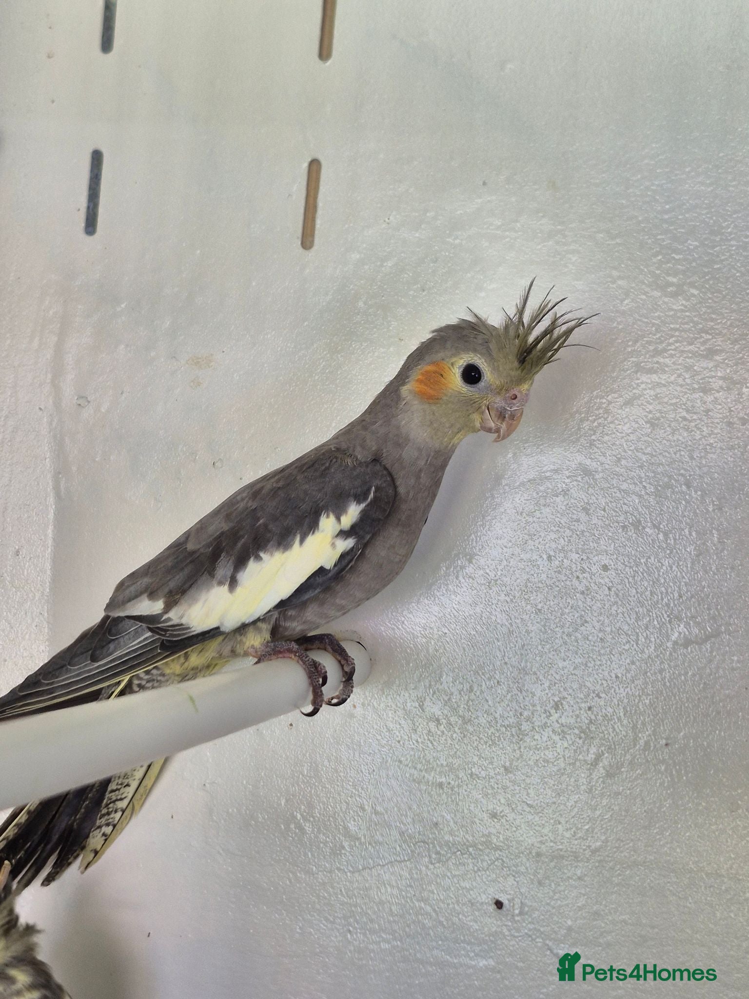 Cockatiels birds 2 Grey Young Semi Tame Cockatiels  - Advert 2