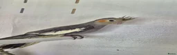 Cockatiels birds for sale: 2 Grey Young Semi Tame Cockatiels  - Advert 1