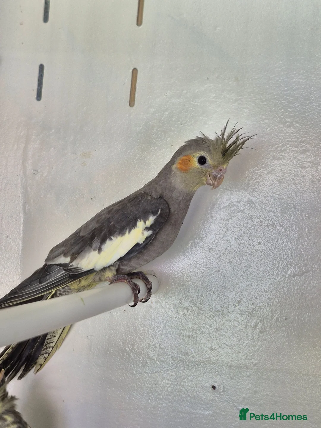 Cockatiels birds for sale: 2 Grey Young Semi Tame Cockatiels  - Advert 1