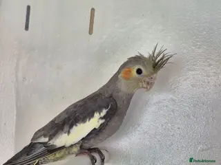 Cockatiels birds 2 Grey Young Semi Tame Cockatiels - Advert 2