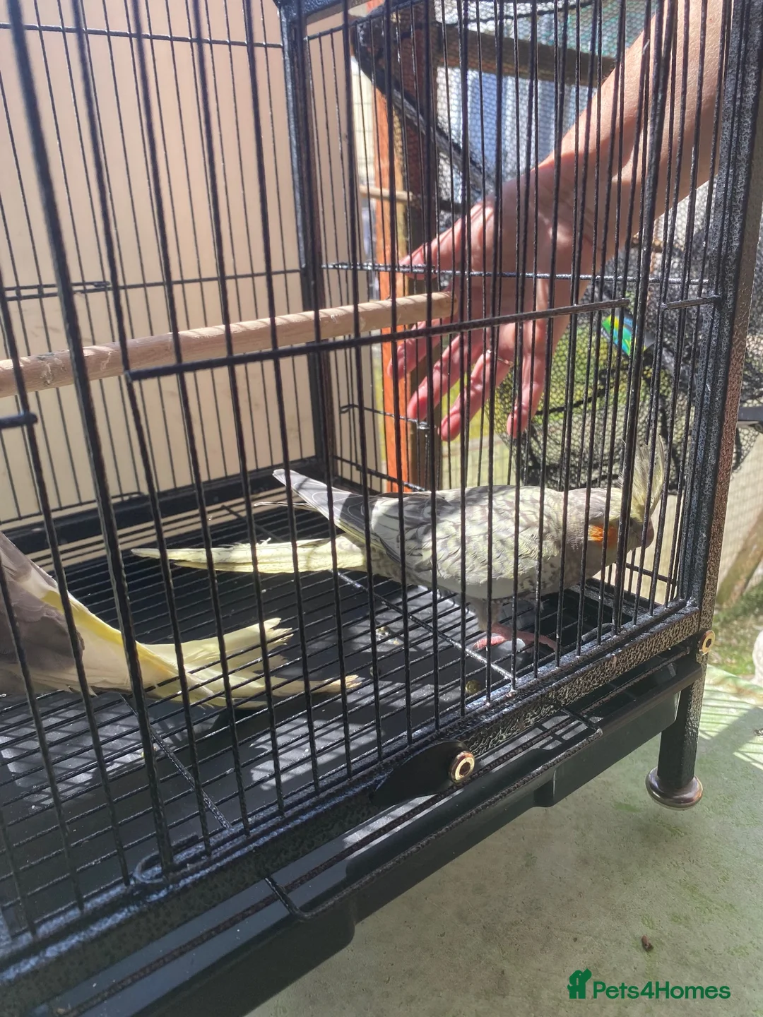 Cockatiels birds for sale: Cockatiels lutino mix and pied 12 weeks old - Advert 2