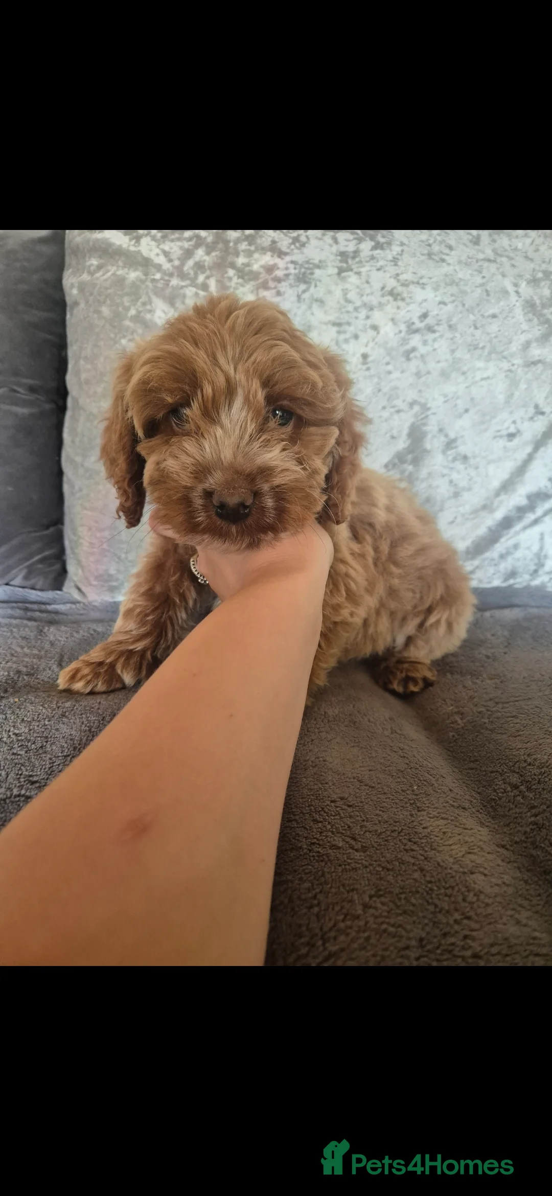 Miniature Poodle dogs for stud: EXTENSIVELY HEALTH TESTED POODLE FOR STUD - Advert 19