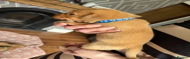 Labrador Retriever Puppy 2