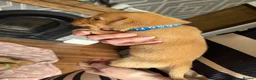 Labrador Retriever dogs for sale: Fox Red Labrador - Advert 32