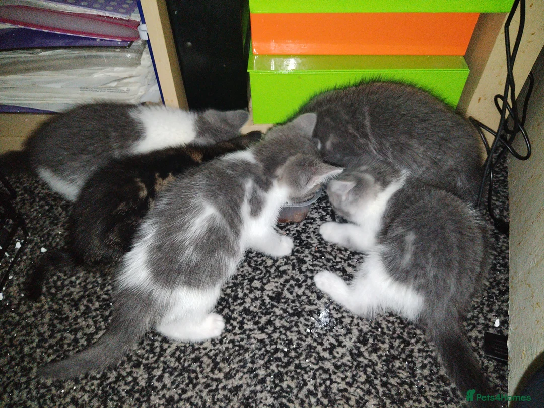 Mixed Breed cats for sale: Kittens in Bilston - Advert 2