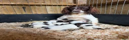 English Springer Spaniel dogs for sale: Cracking Springer Spaniel puppies  - Advert 1