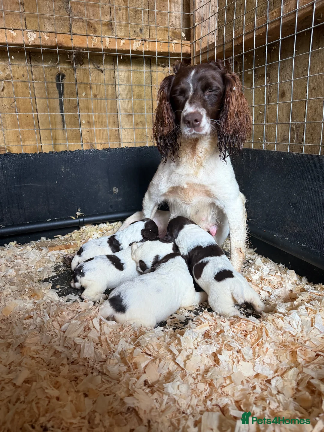 English Springer Spaniel dogs for sale: Cracking Springer Spaniel puppies  - Advert 1