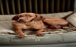 Hungarian Vizsla dogs for sale: 🐾KC Registered Hungarian Vizsla puppies🐾 - Image 7