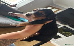 Mixed Breed dogs for sale: Border doodle - Image 18